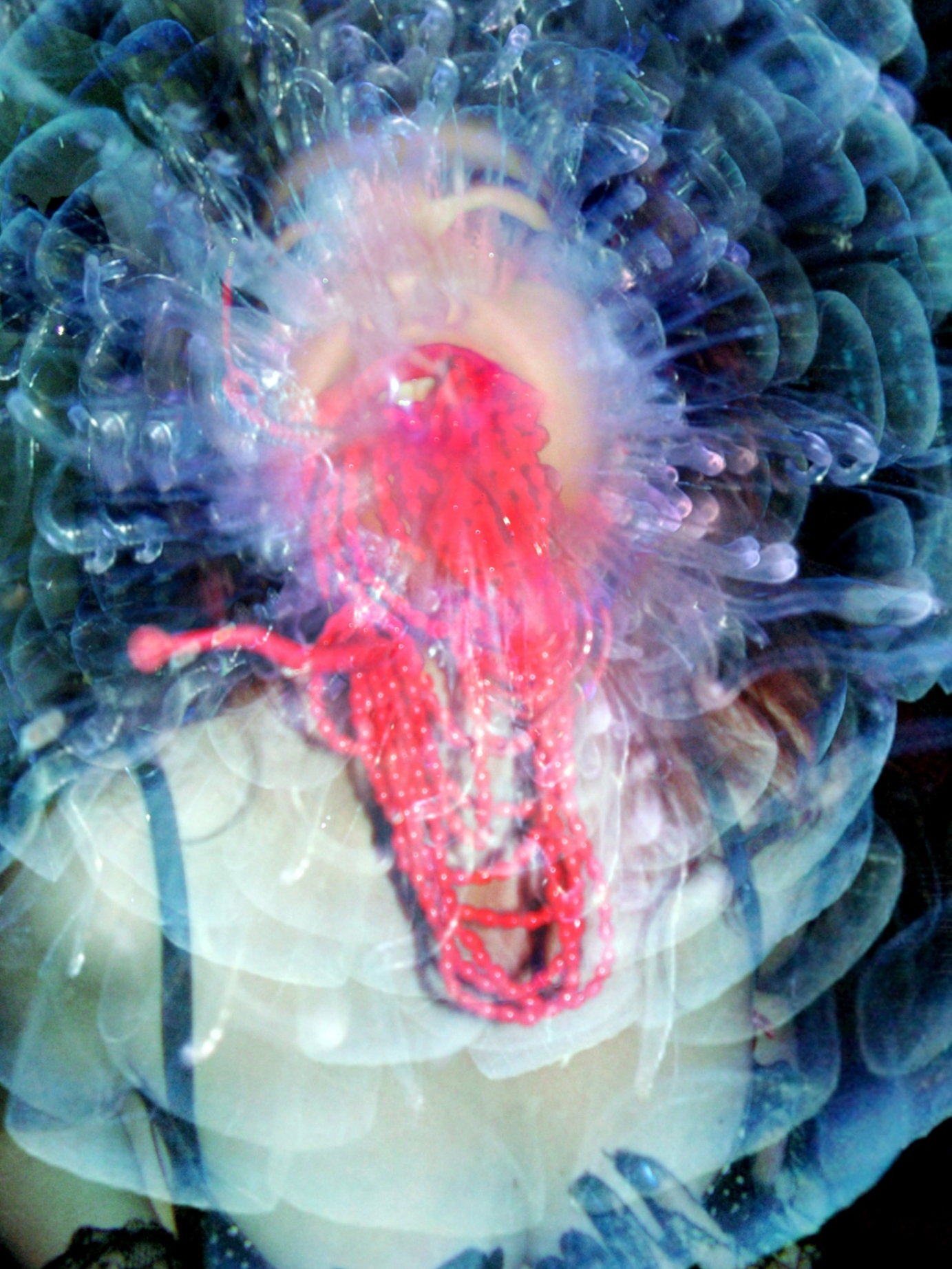 Photography for by PurpleHurricane