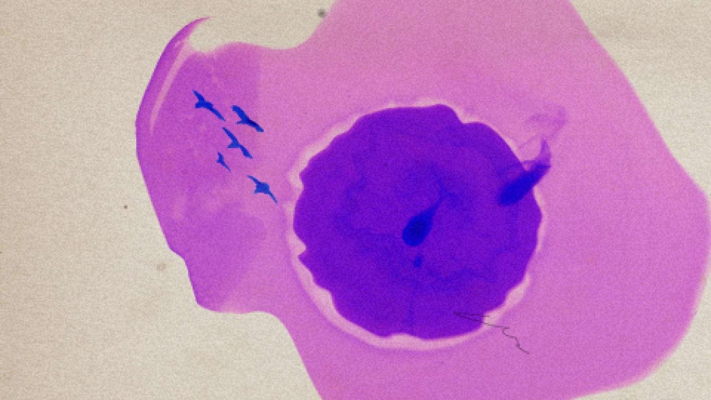 Music video for The Pink Dust by Vanvelvet