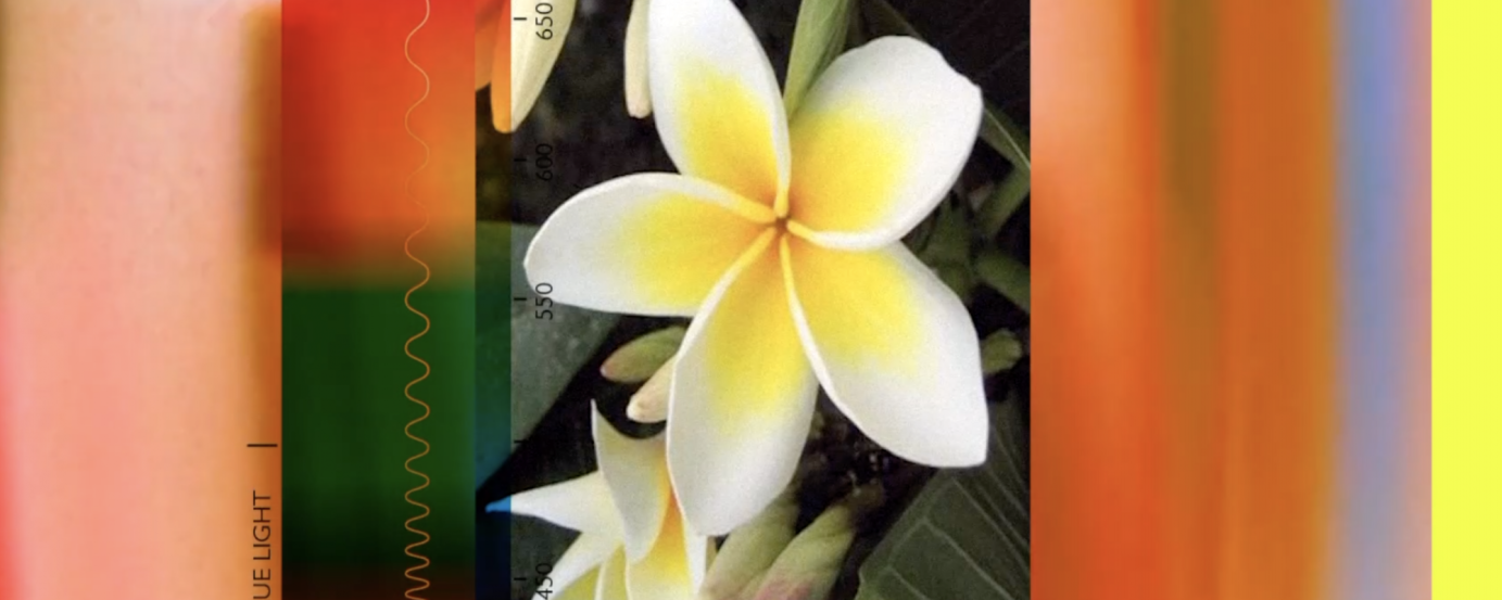 Sassoon - Cyberchondria