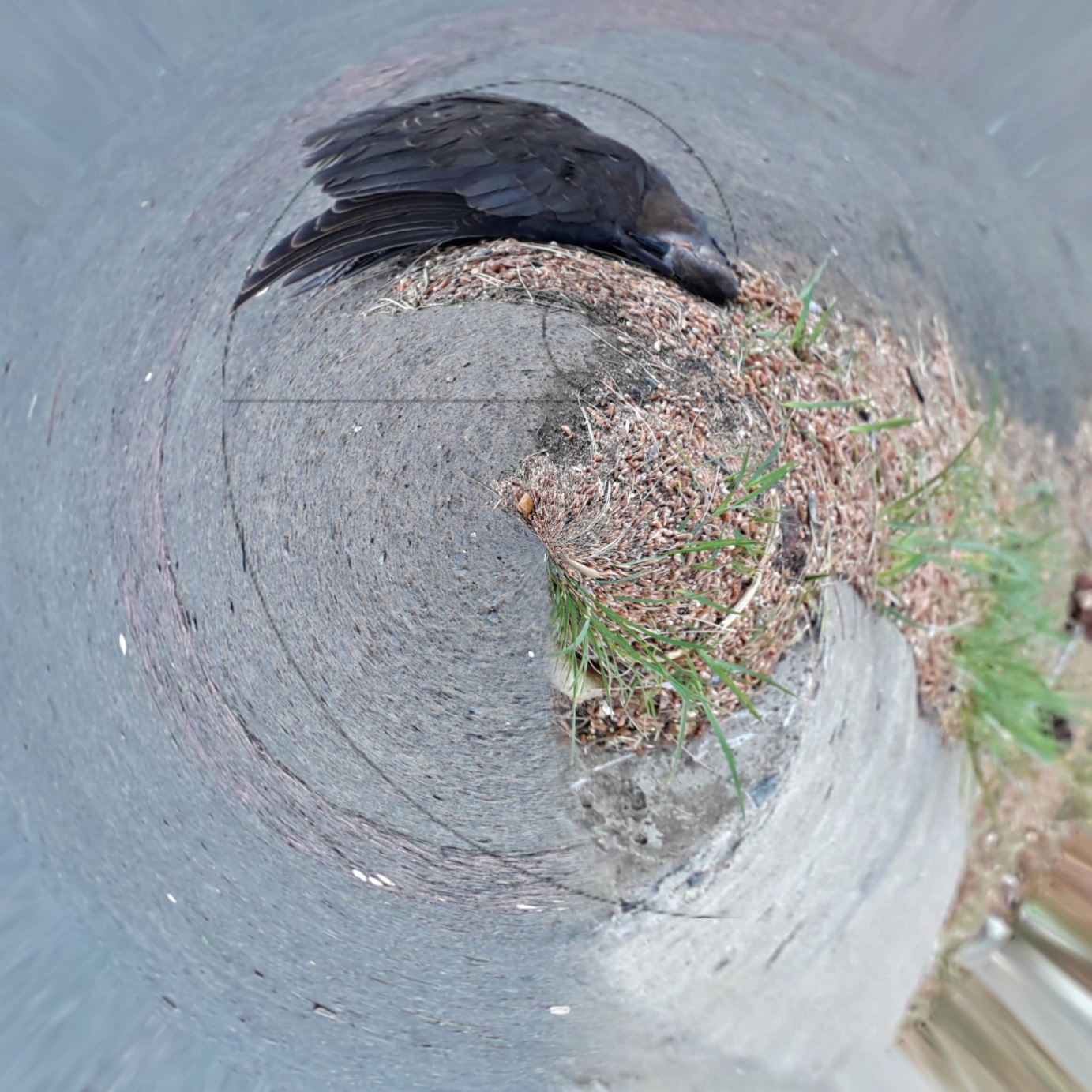 Visible Spectrum_Season_19