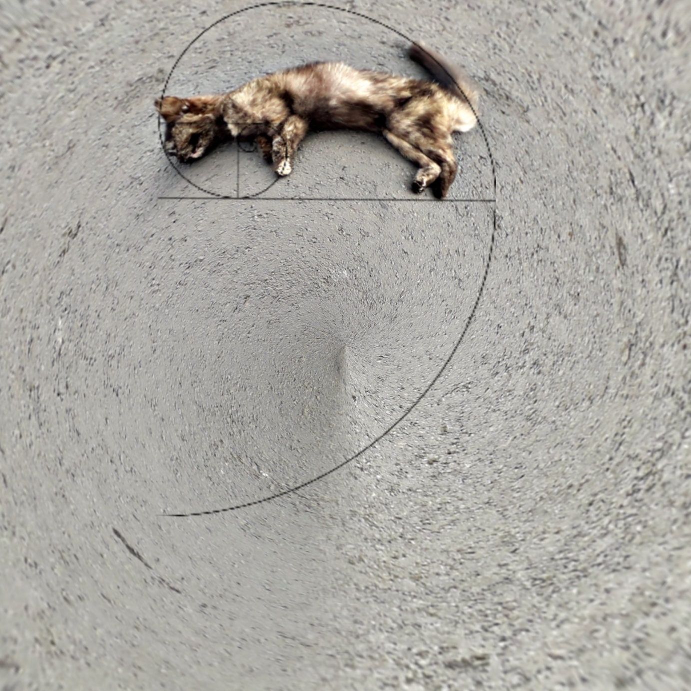 Visible Spectrum_Season_19