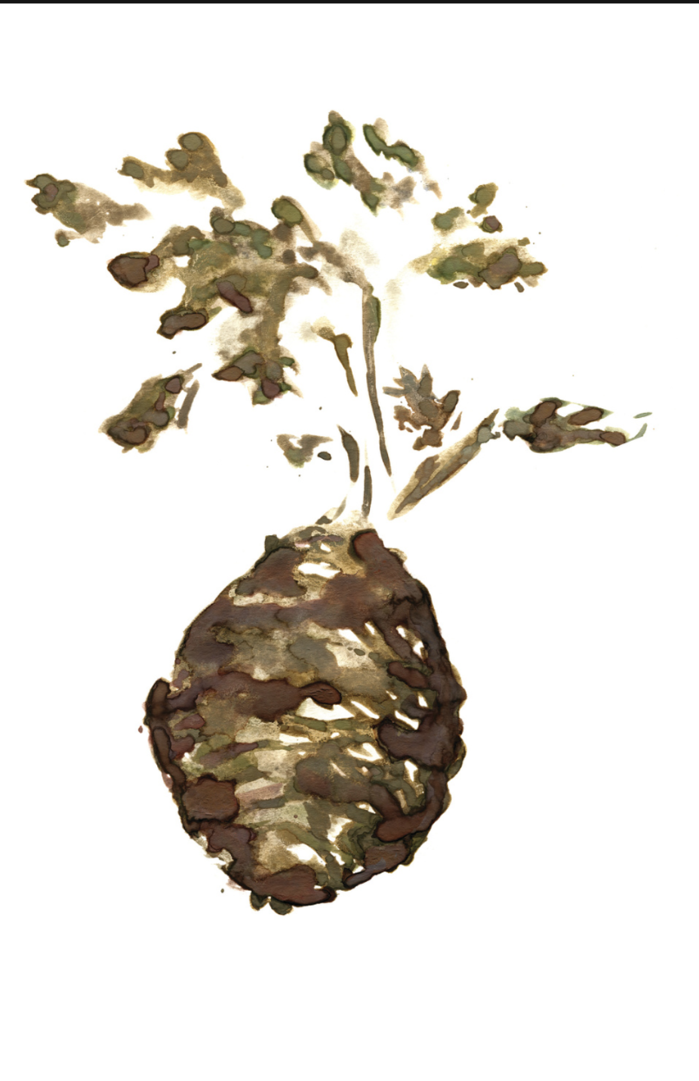 Three winter vedgetables