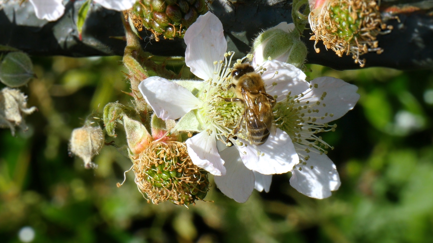 Summer in Kensignton Gardens, London