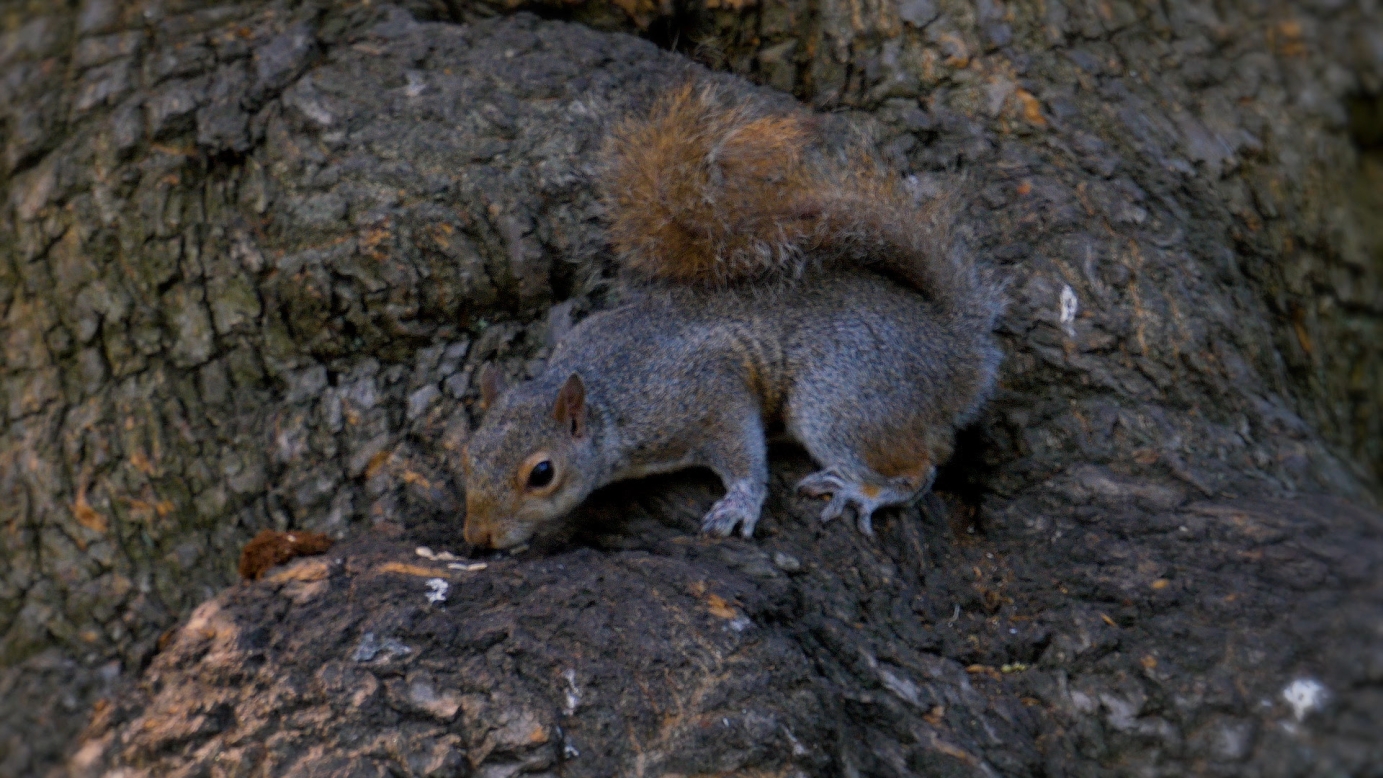 Summer in Kensignton Gardens, London