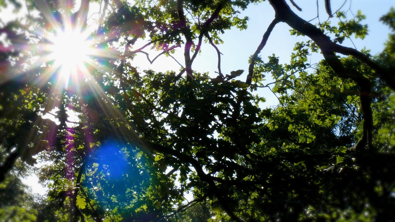 Summer in Kensignton Gardens, London
