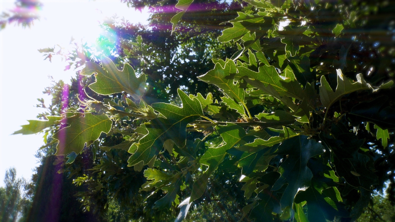 Summer in Kensignton Gardens, London