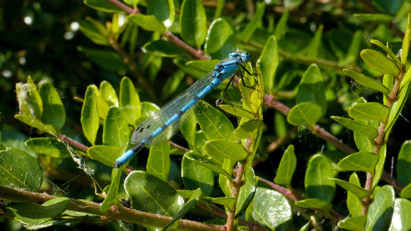 Summer in Kensignton Gardens, London