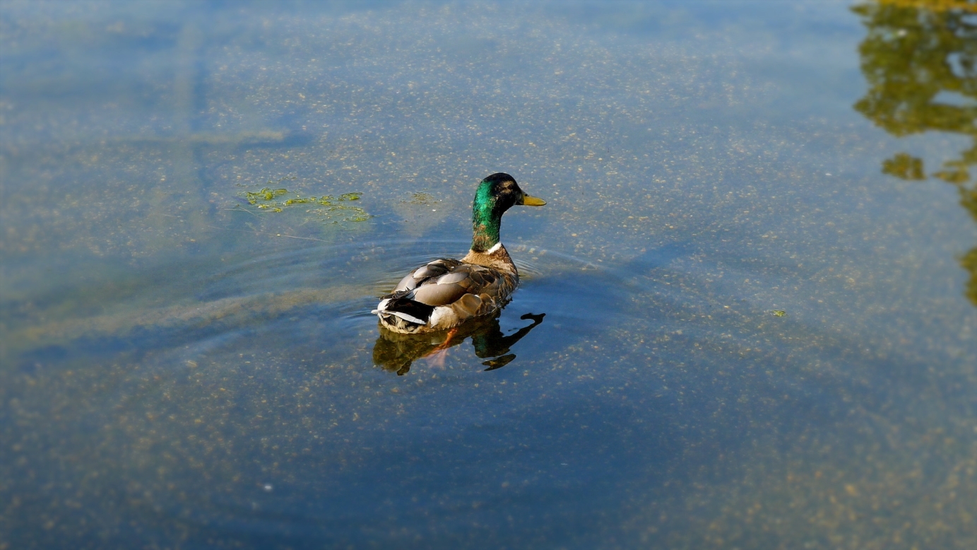 Summer in Kensignton Gardens, London