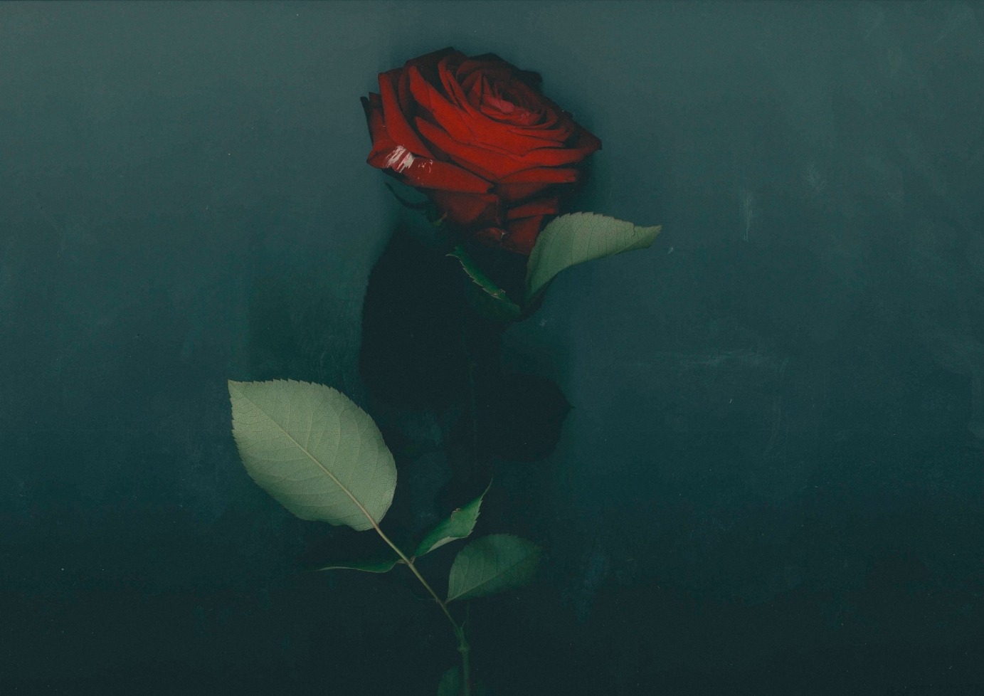 Aaron Taylor - Still Life Cover Art & Press Shots