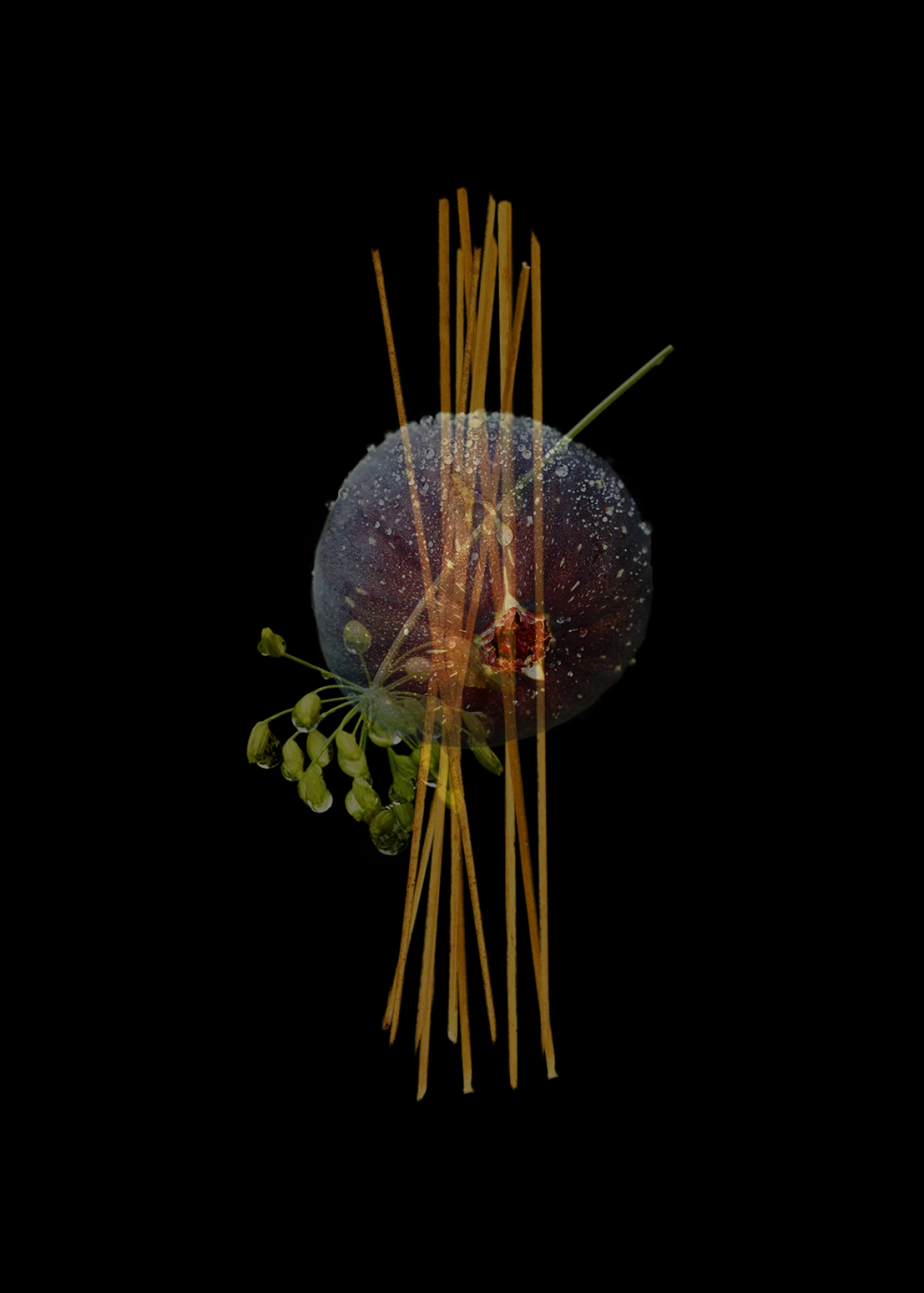 D&G Velvet Collection