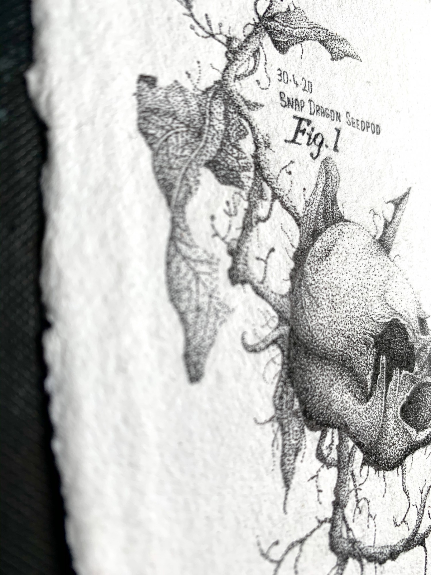 Snap dragon Seedpod Dotwork Illustration