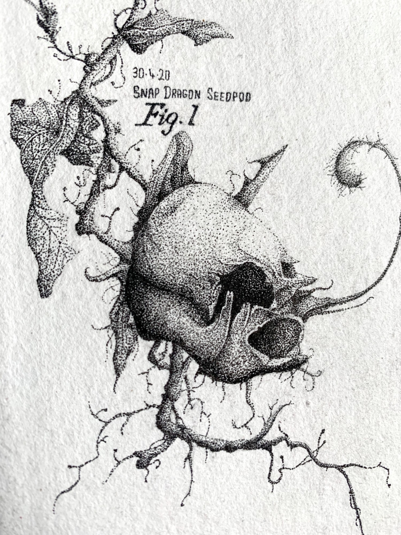 Snap dragon Seedpod Dotwork Illustration