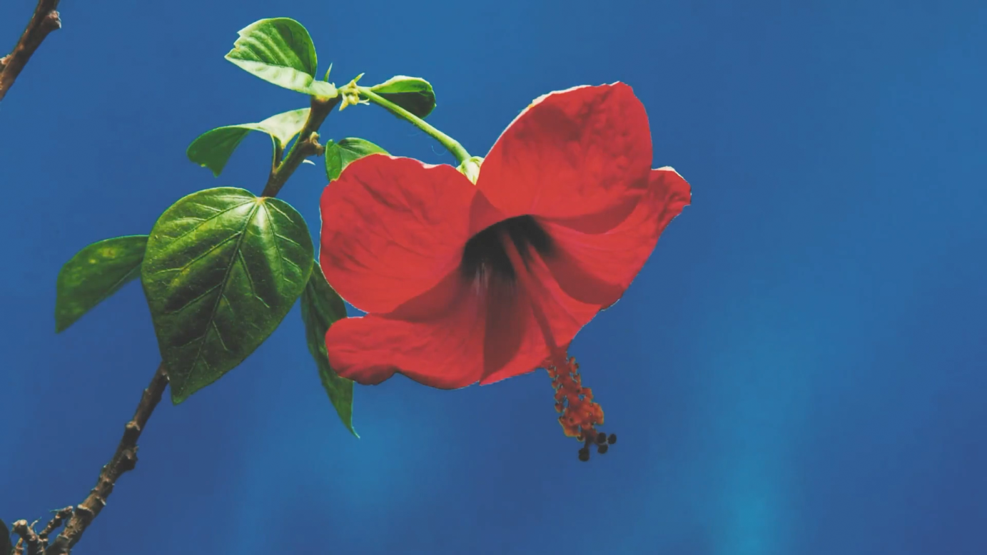 Studio OBI Homepage Video