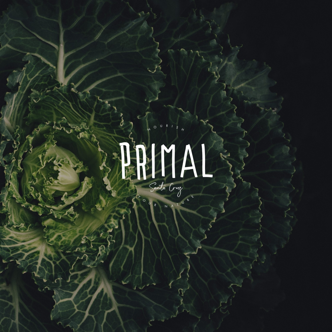 Logo, Branding, Website, & Merch for Primal Santa Cruz