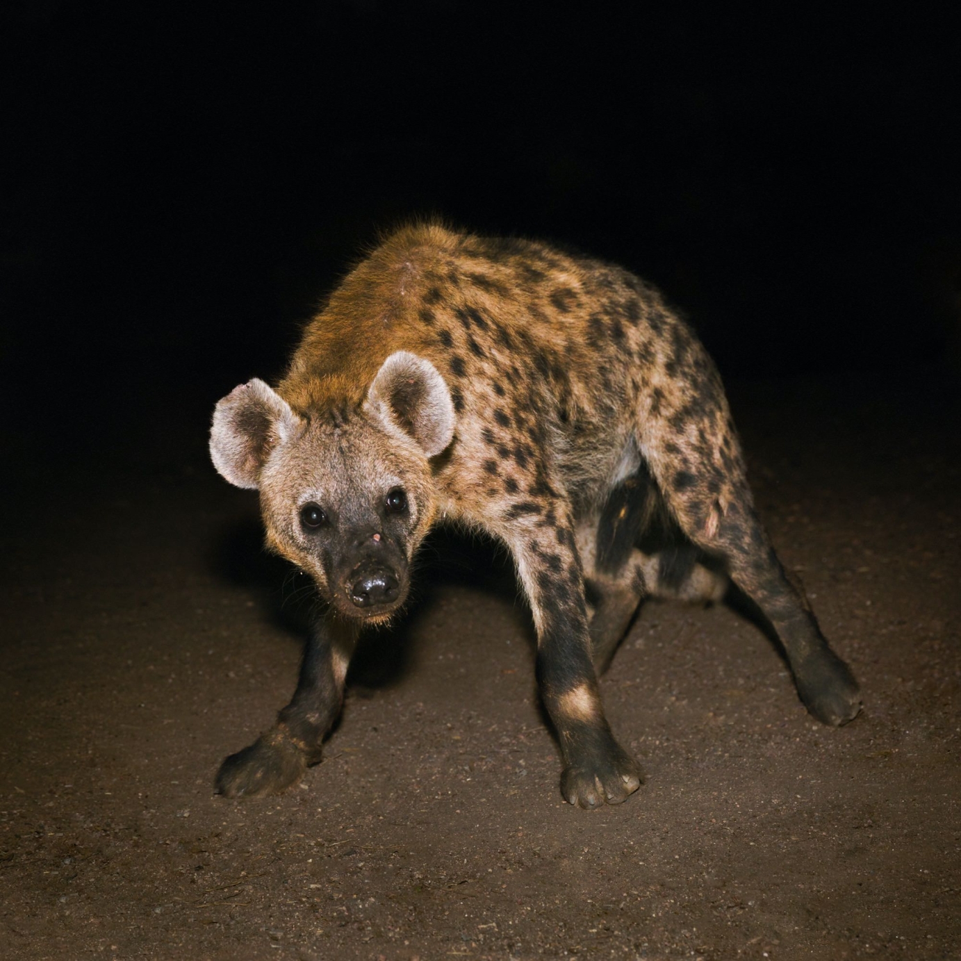 Artwork for Years of Denial "Suicide Disco Remixes"