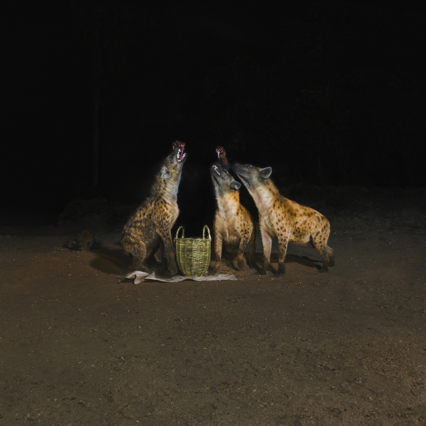 Artwork for Years of Denial LP "Suicide Disco"