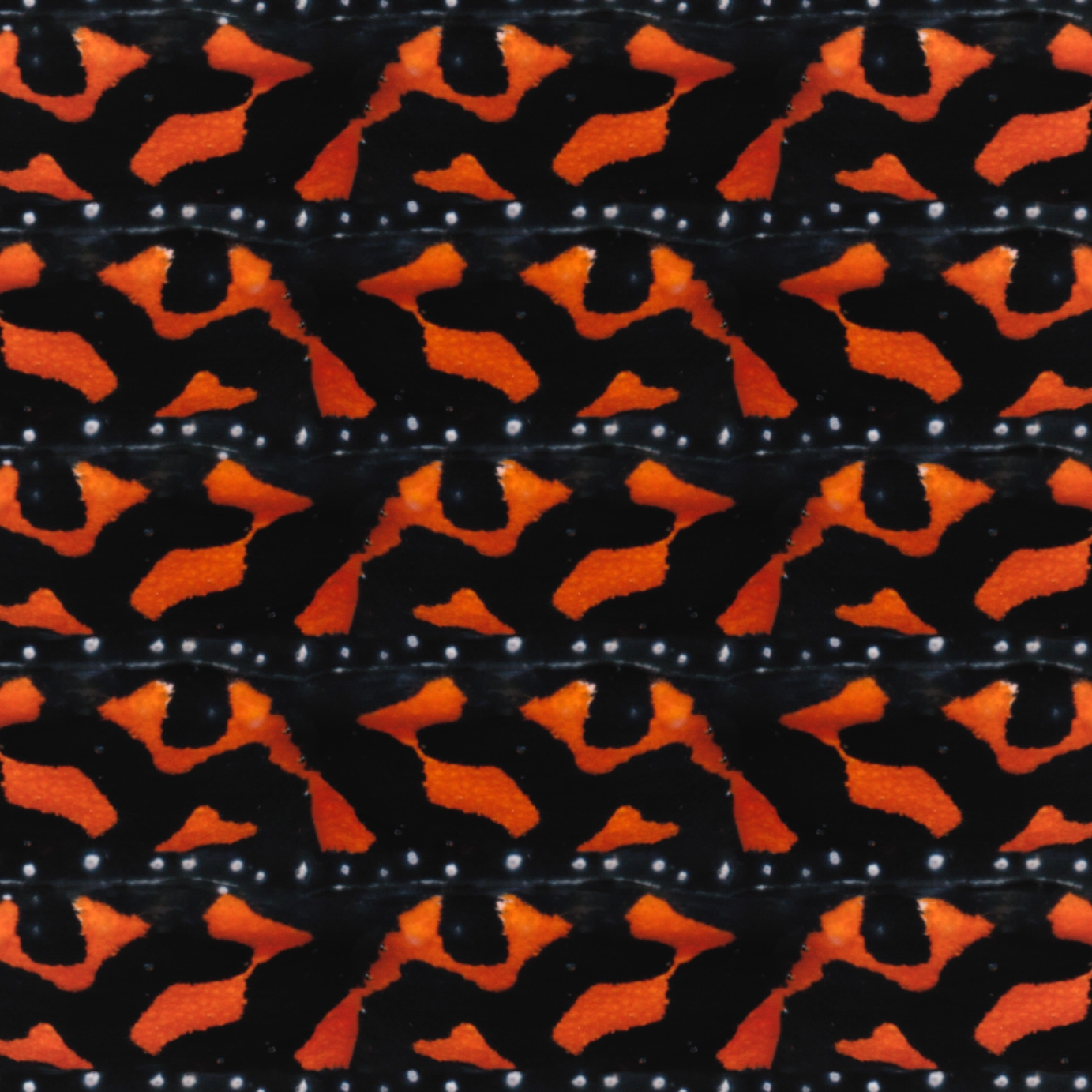 A repeat pattern derived from the bright orange spots of a poisonous frog - there are 5 rows of the pattern