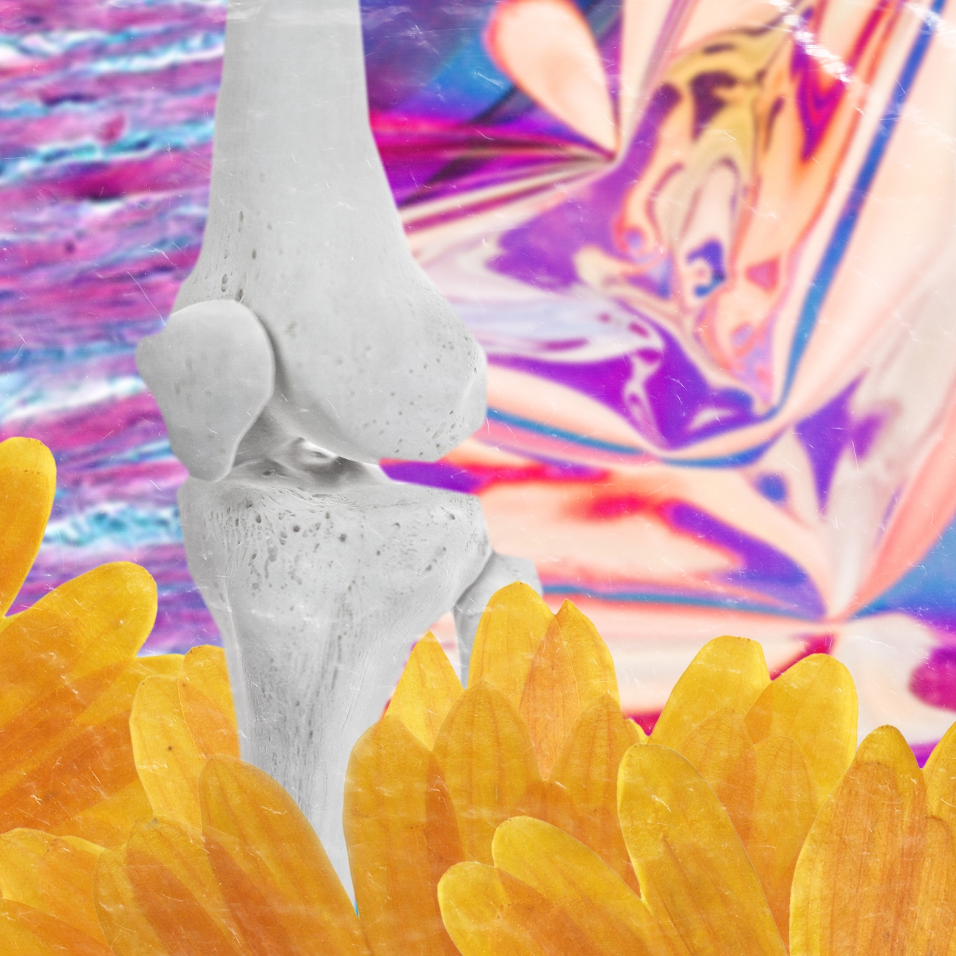 A close up of knee bones. The skeleton seems to be standing in warm yellow flowers. And in the background are vibrant psychedelic colors.