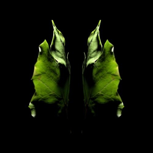 Life Of Releaf Campaign Image