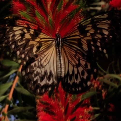 JOE TURNER - MALIBAK