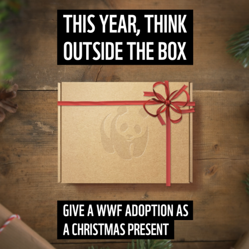 WWF Think Outside The Box