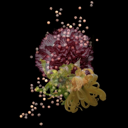 D&G Velvet Collection