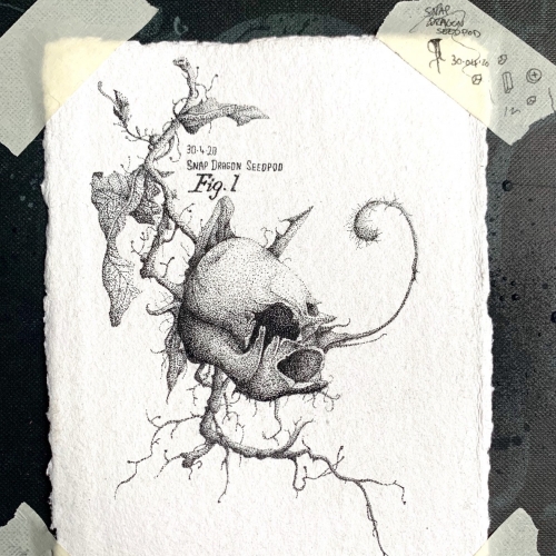 Snap dragon Seedpod Dotwork Illustration