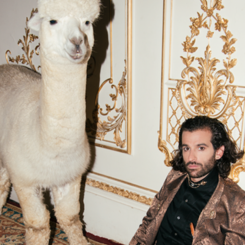 KING CHARLES // Alpaca Artwork and Content Photoshoot