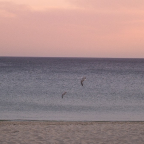 AMiR - Freak Of Nature