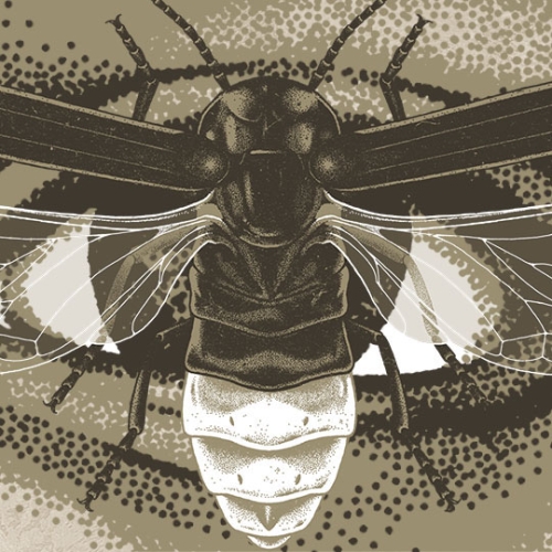 Jerry Cantrell - Visualiser