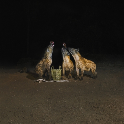 Artwork for Years of Denial LP "Suicide Disco"