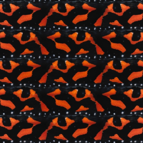 A repeat pattern derived from the bright orange spots of a poisonous frog - there are 5 rows of the pattern