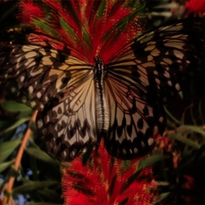 JOE TURNER - MALIBAK