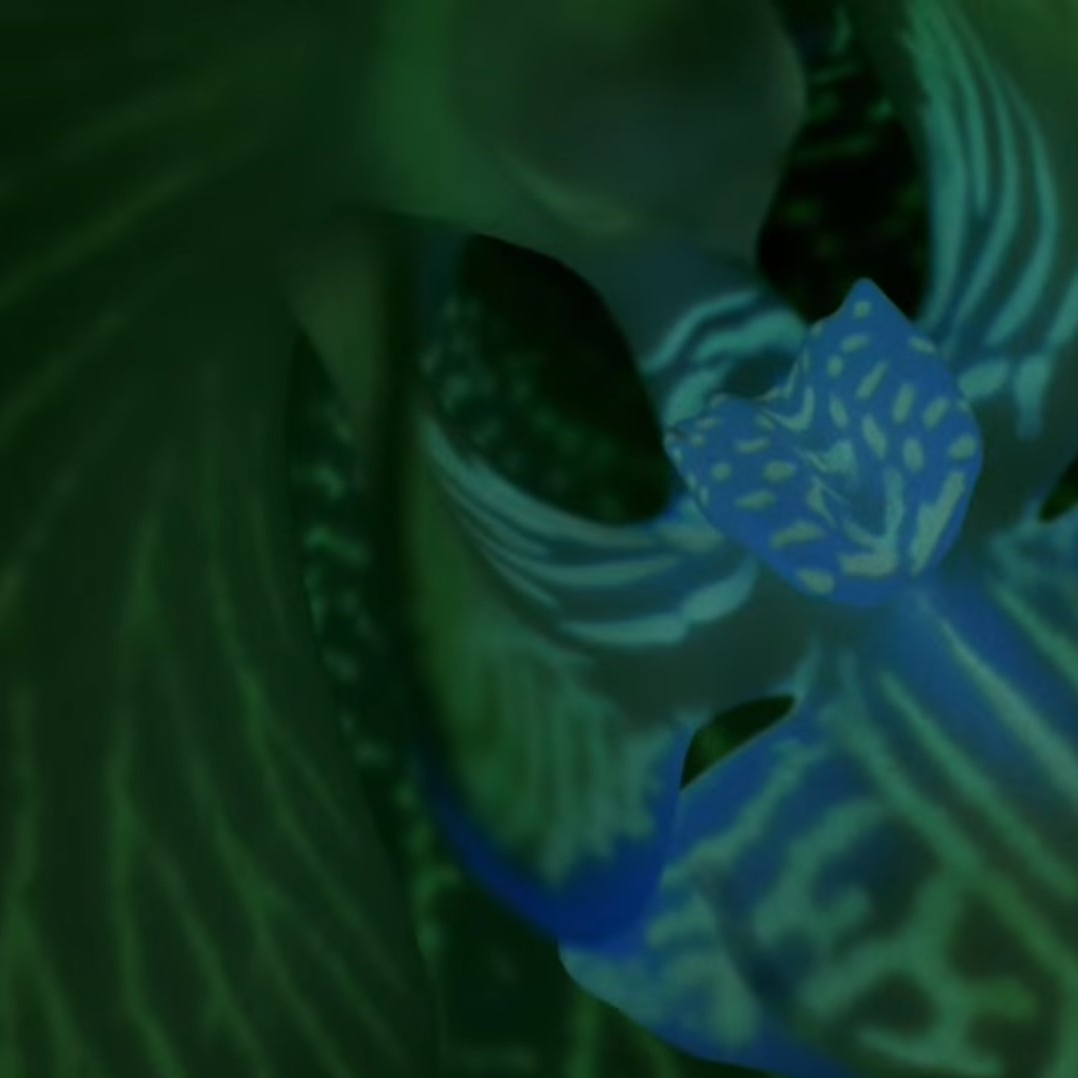 Chocolate Cosmos, by Uquine