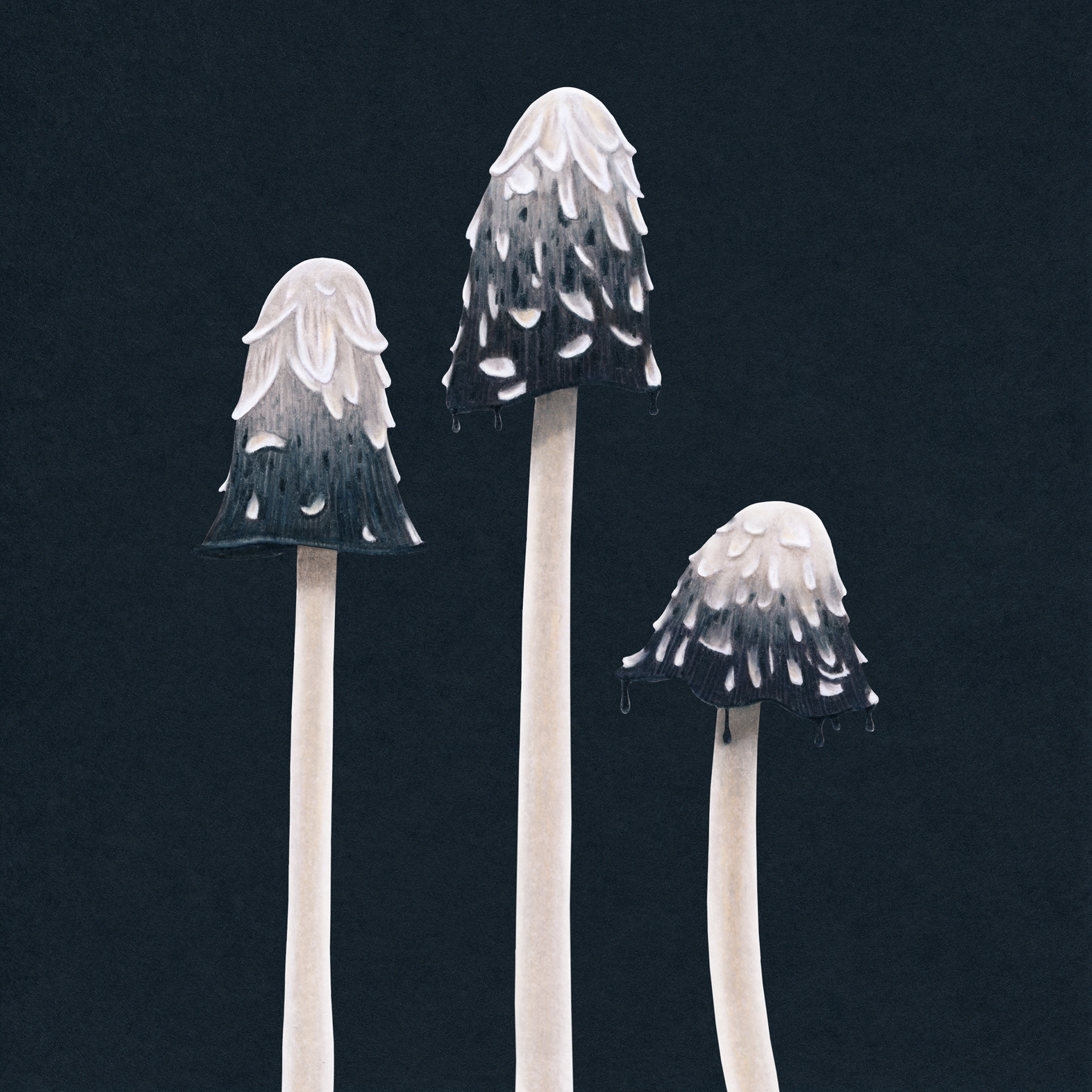 Shaggy Ink Caps