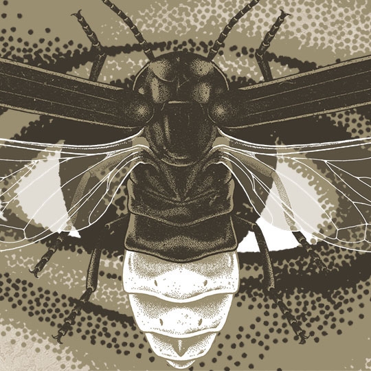 Jerry Cantrell - Visualiser