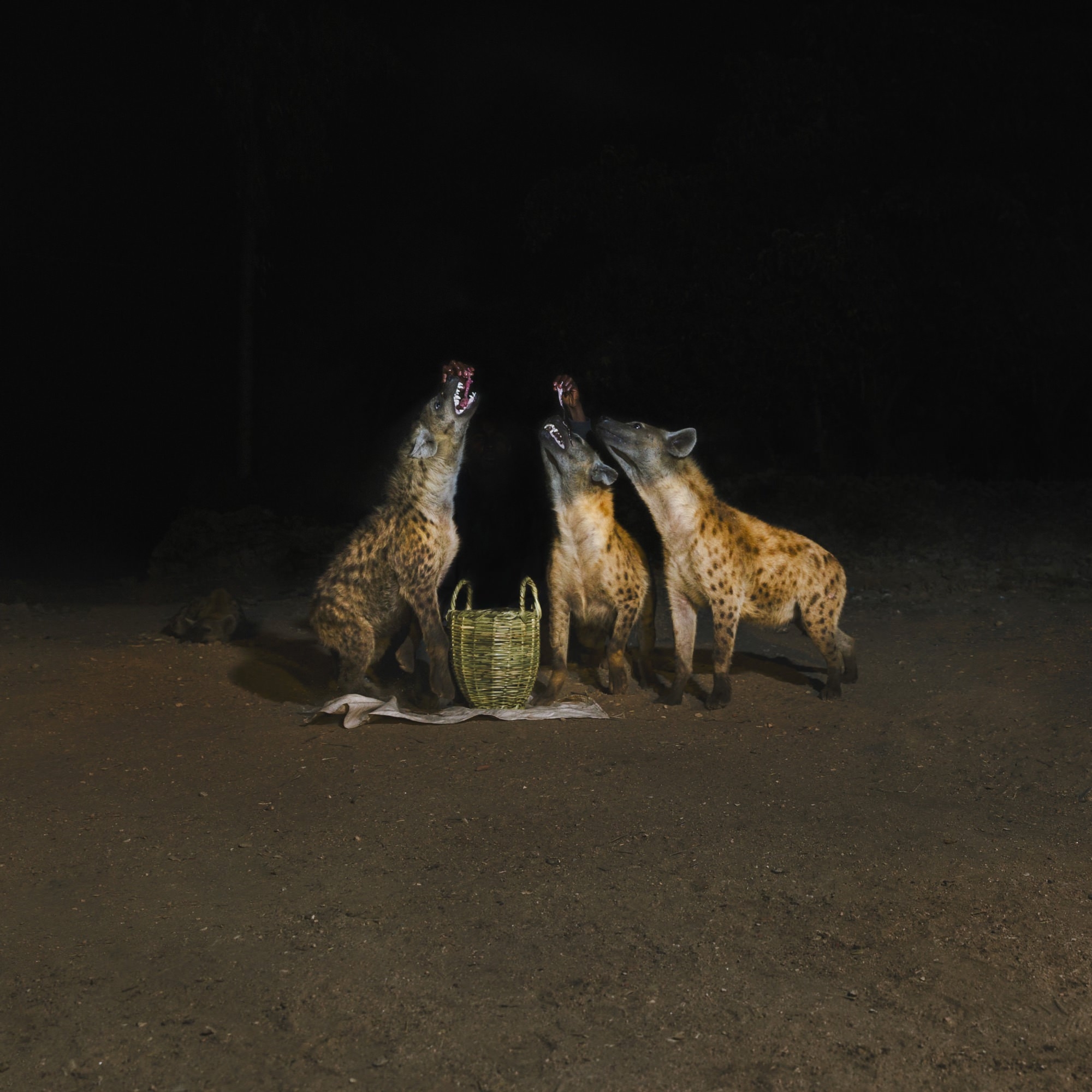 Artwork for Years of Denial LP "Suicide Disco"