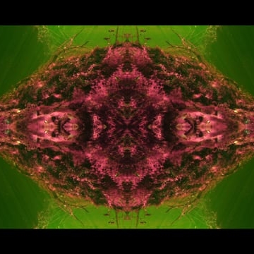 Preview image for the video "Golden Trees".