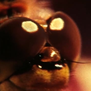 Preview image for the video "Video".