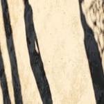 Preview image for the video "Pool Hoppers - Gucci Galore".