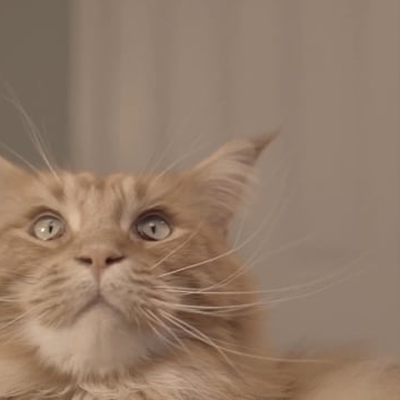 Preview image for the video "The Big Softy".