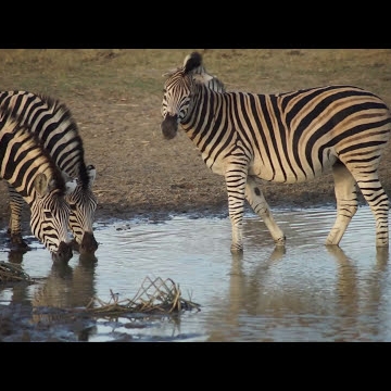 Preview image for the video "Portfolio 2017".