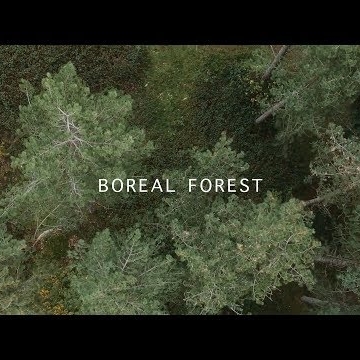 Preview image for the video "Mammal Hands - Boreal Forest".