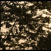 Preview image for the video "Dog Days in SaPa (Naps)".