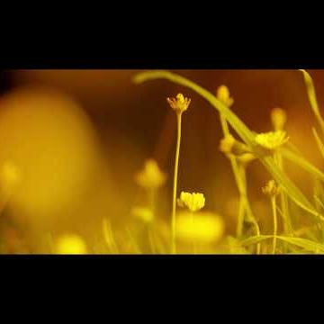 Preview image for the video "Microcosm".