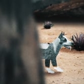 Preview image for the video "SYFY logo Ident “Space Dog”".