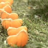 Preview image for the video "Pip".