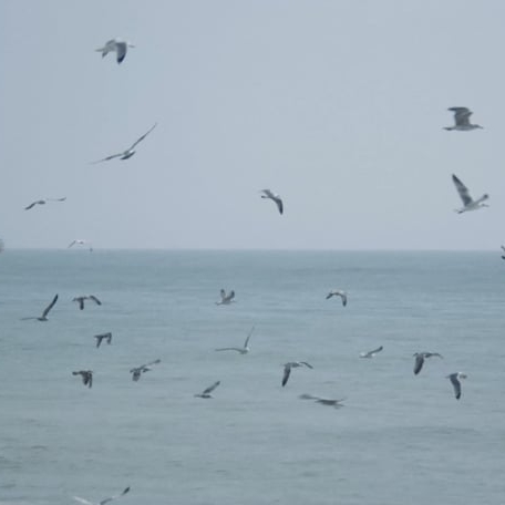 Preview image for the video "Murmurations".