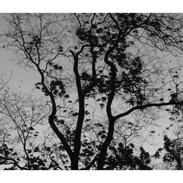 Preview image for the video "(fuc)KING leaves ‘2018".