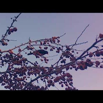 Preview image for the video ""Wind bird on the tree" (Music & Video)".